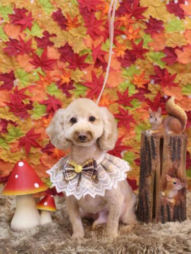 20241112きなこくん